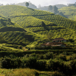 Peaceful landscape of the Himalayan foothills in Nepal representing the Project Nic Nepal shelter community