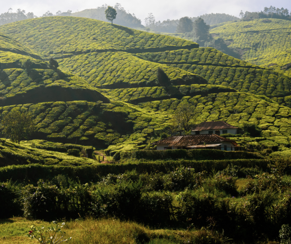 Peaceful landscape of the Himalayan foothills in Nepal representing the Project Nic Nepal shelter community
