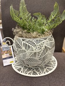 Fern in tea cup planter